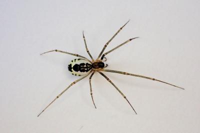 <i>Neriene radiata</i>