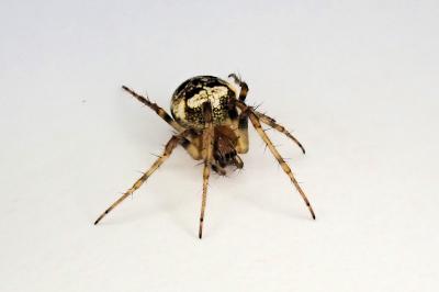 <i>Zilla diodia</i>