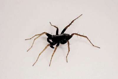 <i>Pardosa saltans</i>