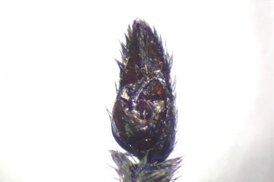 <i>Pardosa saltans</i>