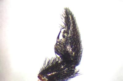 <i>Pardosa saltans</i>