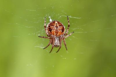 <i>Agalenatea redii</i>