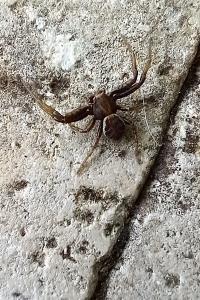 <i>Xysticus</i>