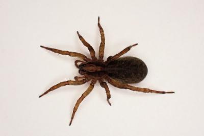<i>Trochosa terricola</i>
