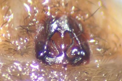 <i>Trochosa terricola</i>