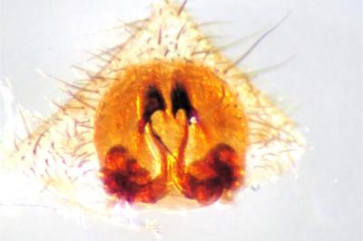 <i>Trochosa terricola</i>