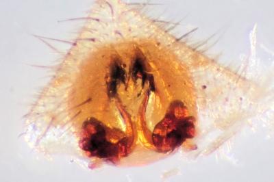 <i>Trochosa terricola</i>
