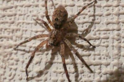 <i>Zoropsis spinimana</i>