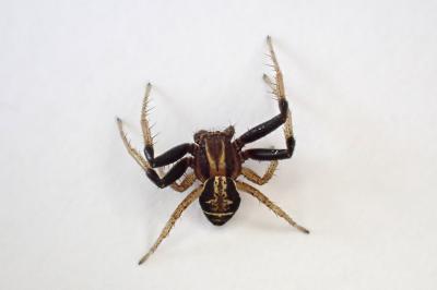 <i>Xysticus ulmi</i>