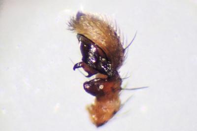 <i>Xysticus ulmi</i>