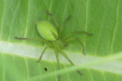 <i>Micrommata ligurina</i>