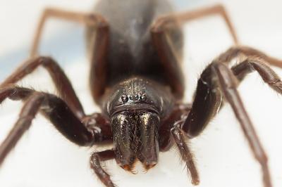 <i>Segestria florentina</i>