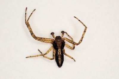<i>Tmarus piger</i>