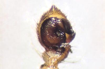 <i>Tmarus piger</i>