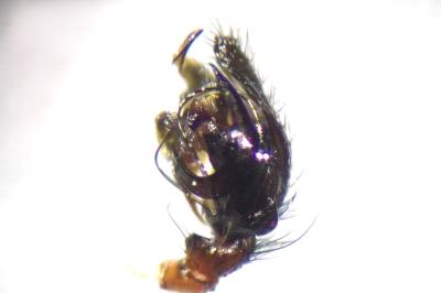 <i>Frontinellina frutetorum</i>