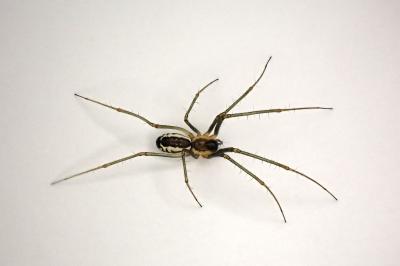 <i>Neriene radiata</i>