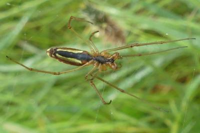 <i>Tetragnatha</i>