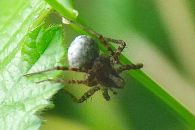 <i>Pardosa</i>