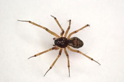 <i>Tenuiphantes tenuis</i>