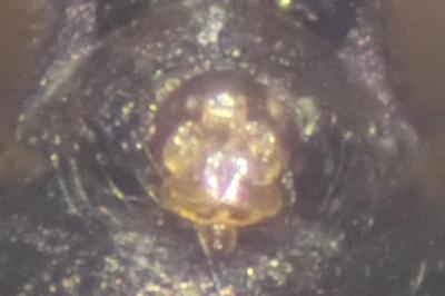 <i>Tenuiphantes tenuis</i>