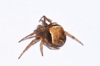 <i>Araneus sturmi</i>