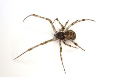 <i>Parasteatoda tepidariorum</i>