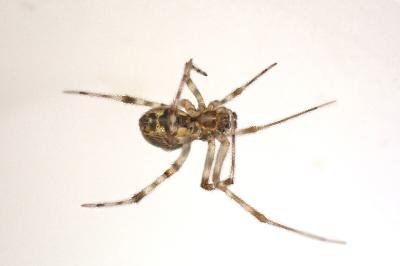 <i>Parasteatoda tepidariorum</i>
