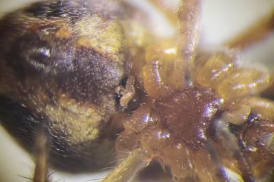 <i>Araneus sturmi</i>