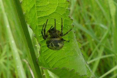 <i>Larinioides</i>
