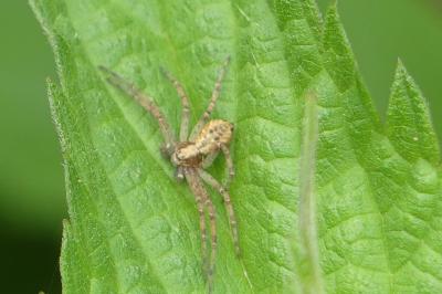 <i>Philodromus</i>