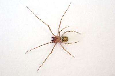 <i>Platnickina tincta</i>