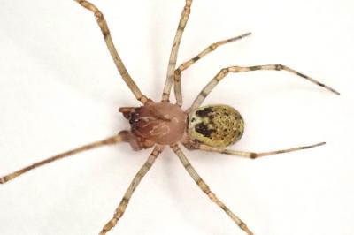 <i>Platnickina tincta</i>