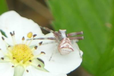 <i>Thomisus onustus</i>