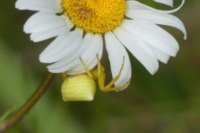 <i>Thomisus onustus</i>