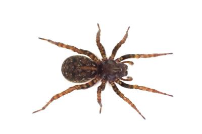 <i>Arctosa leopardus</i>