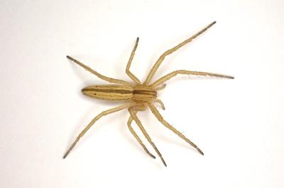 <i>Tibellus oblongus</i>