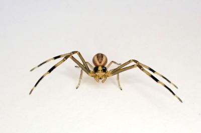 <i>Runcinia grammica</i>