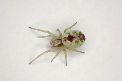 <i>Nigma puella</i>