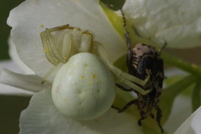 <i>Misumena vatia</i>