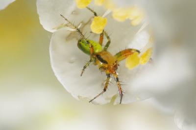 <i>Araniella</i>