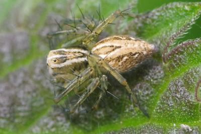 <i>Oxyopes</i>