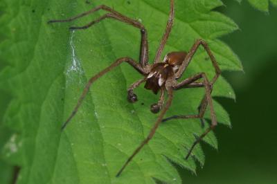 <i>Pisaura mirabilis</i>