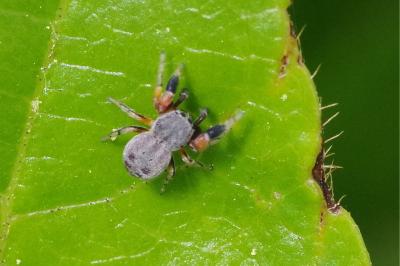 <i>Ballus rufipes</i>