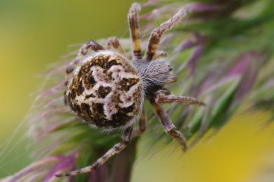 <i>Agalenatea redii</i>