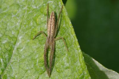 <i>Tibellus</i>