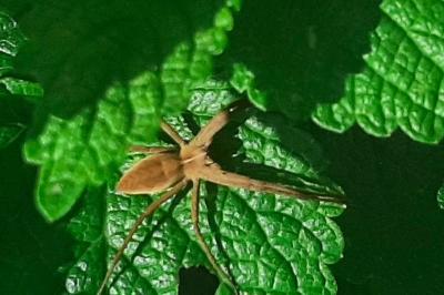<i>Pisaura mirabilis</i>