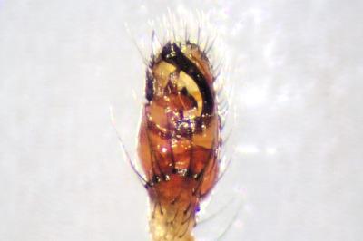 <i>Phylloneta impressa</i>