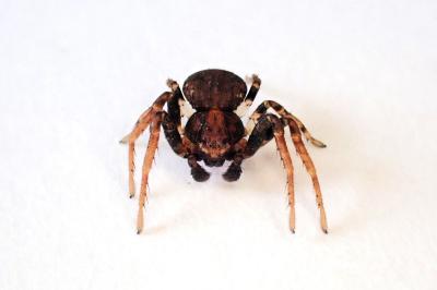 <i>Ozyptila praticola</i>