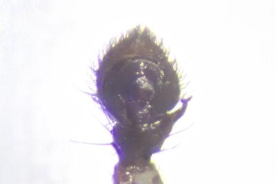 <i>Ozyptila praticola</i>