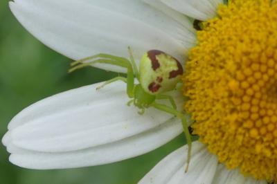 <i>Ebrechtella tricuspidata</i>